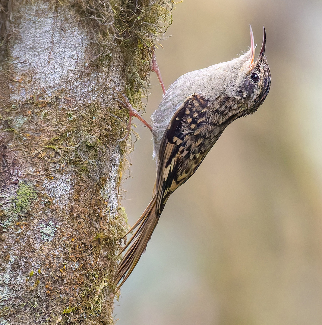 image Sikkim Treecreeper